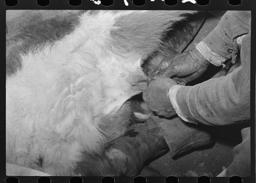 Untitled photo, possibly related to: Burning out calf horns. Roundup near Marfa, Texas