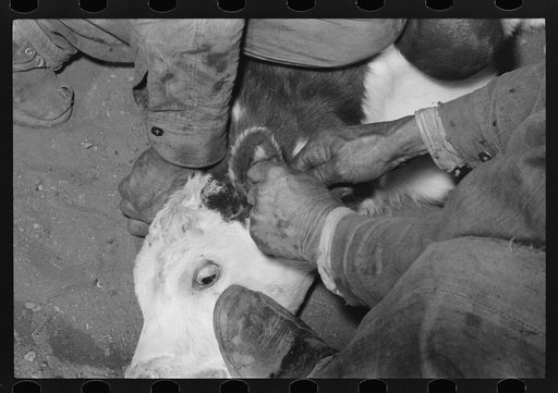 Untitled photo, possibly related to: Burning out calf horns. Roundup near Marfa, Texas