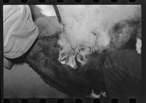 Untitled photo, possibly related to: Burning out calf horns. Roundup near Marfa, Texas