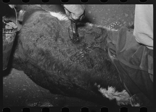 Untitled photo, possibly related to: Burning out calf horns. Roundup near Marfa, Texas