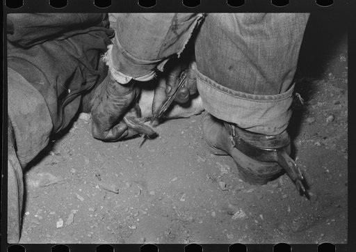 Untitled photo, possibly related to: Burning out calf horns. Roundup near Marfa, Texas