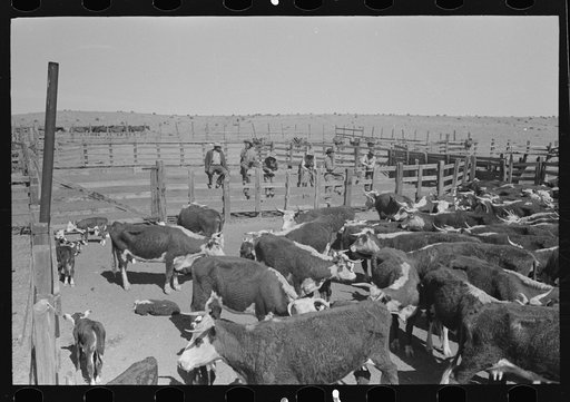 Cattle in corral at roundup near Marfa, Texas