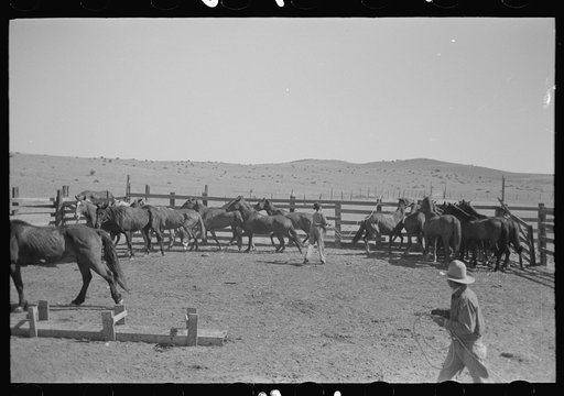 Cowboys roping and saddling horses. Corral at ranch near Marfa, Texas