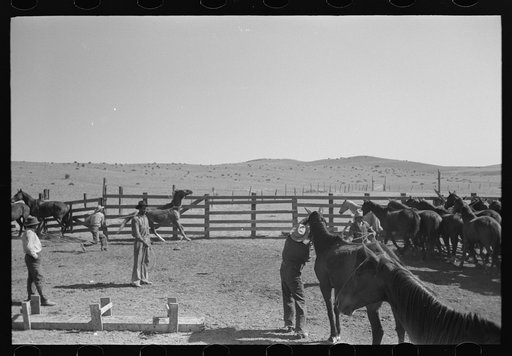 Cowboys roping and saddling horses. Corral at ranch near Marfa, Texas