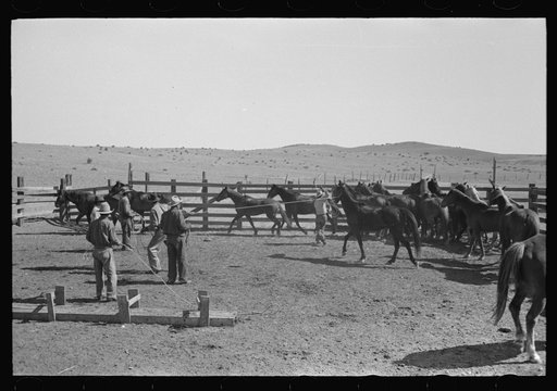 Cowboys roping and saddling horses. Corral at ranch near Marfa, Texas