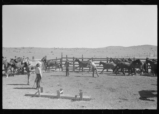 Cowboys roping horses at roundup near Marfa, Texas