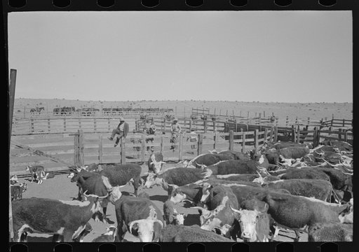 Cattle in corral. Roundup near Marfa, Texas