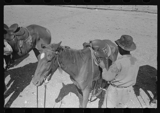 Cowboy saddling horse. Roundup near Marfa, Texas