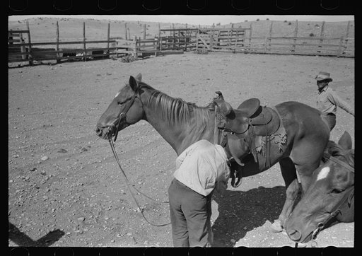 Untitled photo, possibly related to: Cowboy saddling horse. Roundup near Marfa, Texas