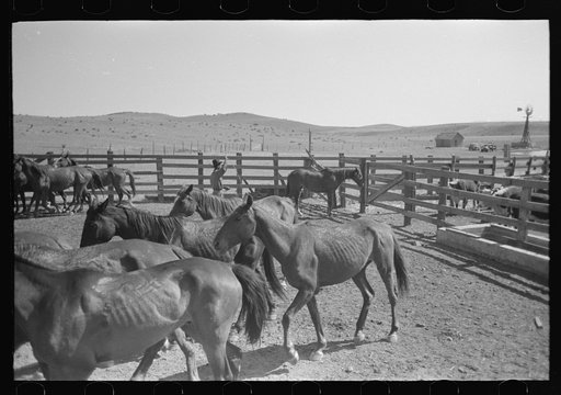 Untitled photo, possibly related to: Cowboys roping horses at roundup near Marfa, Texas