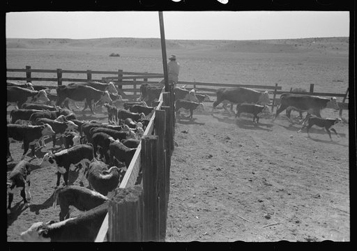 Turning cattle loose after branding operations. Roundup near Marfa, Texas