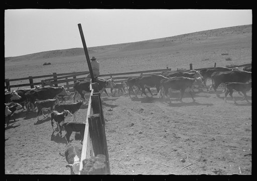 Untitled photo, possibly related to: Turning cattle loose after branding operations. Roundup near Marfa, Texas