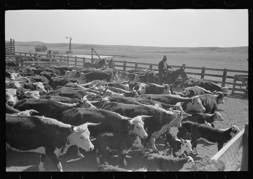 Cattle in corral after branding. Roundup near Marfa, Texas