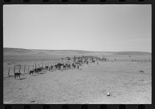 Untitled photo, possibly related to: Turning cattle loose after branding operations. Roundup near Marfa, Texas