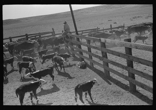 Untitled photo, possibly related to: Turning cattle loose after branding operations. Roundup near Marfa, Texas