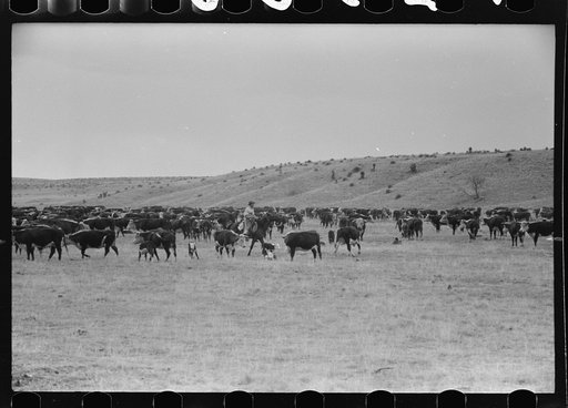 Cutting out calves from herd. Roundup near Marfa, Texas