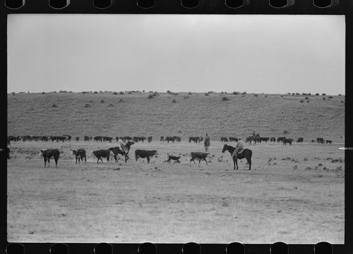 Cutting out calves from herd. Roundup near Marfa, Texas