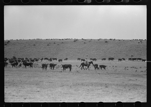 Untitled photo, possibly related to: Cutting out calves from herd. Roundup near Marfa, Texas