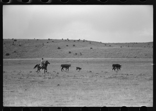 Untitled photo, possibly related to: Cutting out calves from herd. Roundup near Marfa, Texas
