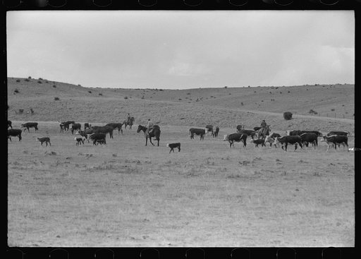 Untitled photo, possibly related to: Cutting out calves from herd. Roundup near Marfa, Texas