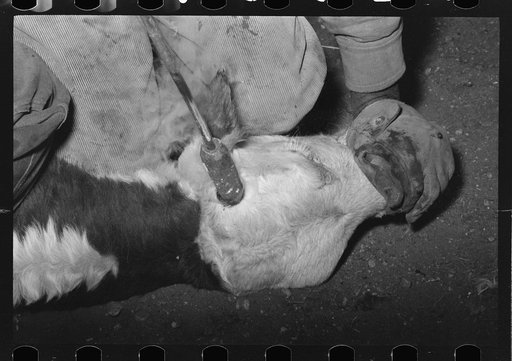 Untitled photo, possibly related to: Getting ready to clip a calf's ear at roundup near Marfa, Texas