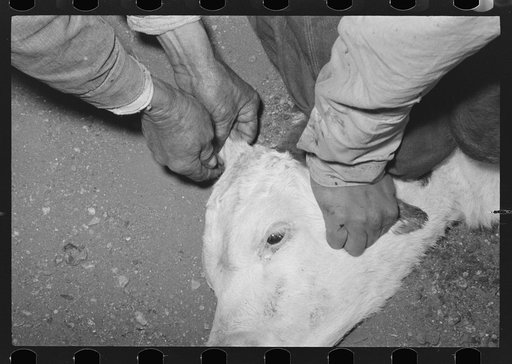 Getting ready to clip a calf's ear at roundup near Marfa, Texas