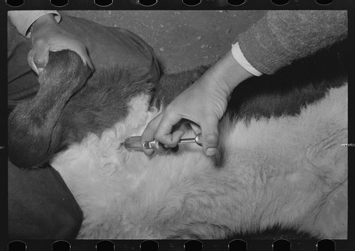 Innoculating a calf against blackleg at roundup near Marfa, Texas