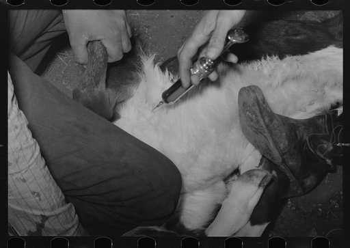 Untitled photo, possibly related to: Innoculating a calf against blackleg at roundup near Marfa, Texas