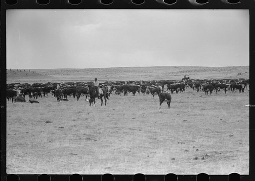 Herd of cattle at roundup near Marfa, Texas