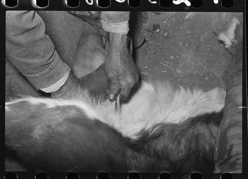 Castrating a calf at roundup near Marfa, Texas