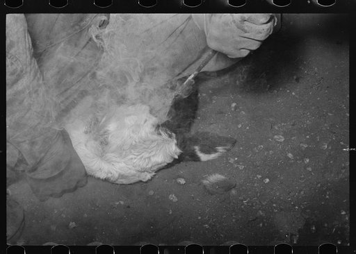 Untitled photo, possibly related to: Applying fly repellent after branding at roundup near Marfa, Texas