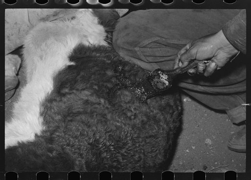 Applying fly repellent after branding at roundup near Marfa, Texas