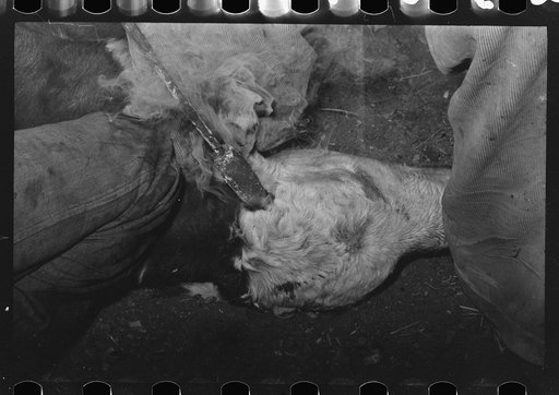 Untitled photo, possibly related to: Burning out a calf's horns near Marfa, Texaa