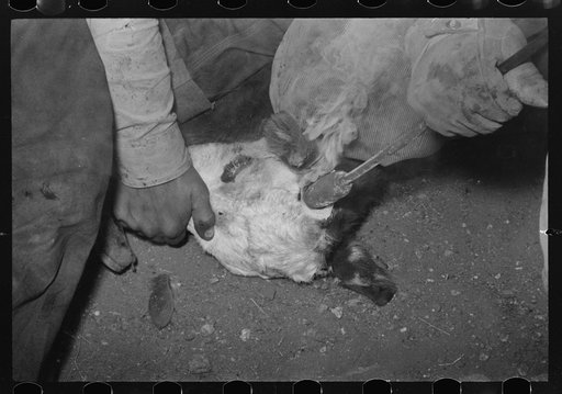 Burning out a calf's horns near Marfa, Texaa