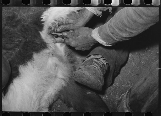 Castrating a calf at roundup near Marfa, Texas
