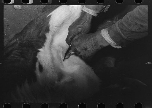 Untitled photo, possibly related to: Castrating a calf at roundup near Marfa, Texas