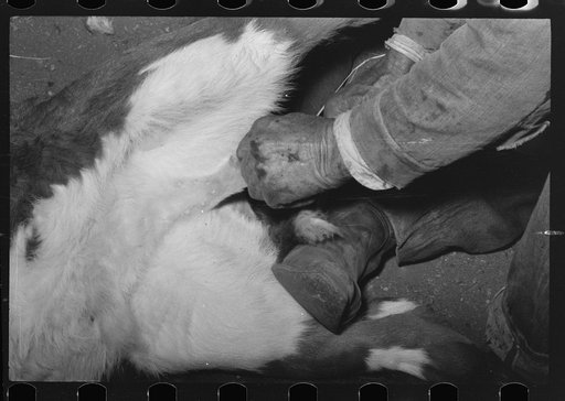 Untitled photo, possibly related to: Castrating a calf at roundup near Marfa, Texas