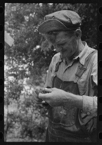 Elmer Thomas, migrant to California, trying to untangle a piece of wire so that he can wire some things onto his truck, Muskogee, Oklahoma