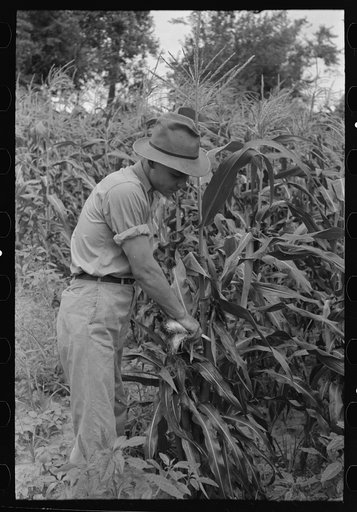 Stripping sweet corn from the stalk on farm near Muskogee, Oklahoma