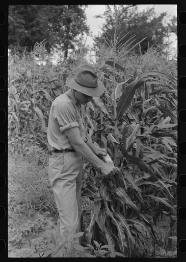 Untitled photo, possibly related to: Stripping sweet corn from the stalk on farm near Muskogee, Oklahoma