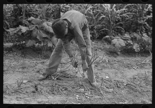 Untitled photo, possibly related to: Pulling up onions in field near Muskogee, Oklahoma