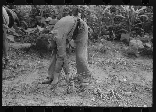 Pulling up onions in field near Muskogee, Oklahoma