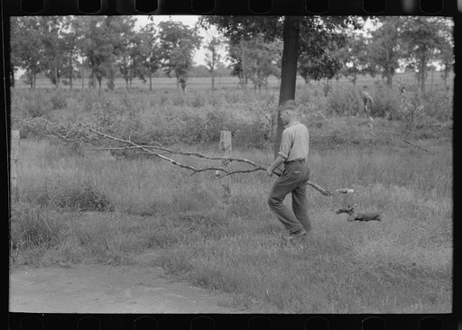 Member of migrant family gathering firewood for cooking near Henrietta [i.e., Henryetta,] Oklahoma