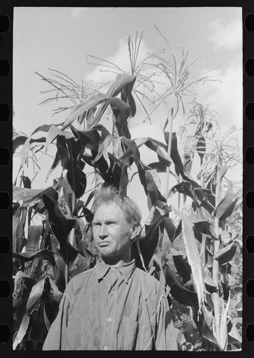 Untitled photo, possibly related to: Agricultural day laborer standing in corn which he grew near his tent home in community camp, Oklahoma City, Oklahoma