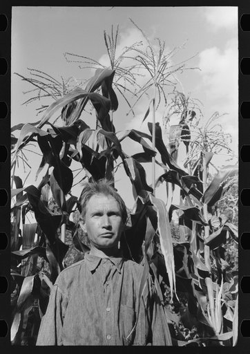 Agricultural day laborer standing in corn which he grew near his tent home in community camp, Oklahoma City, Oklahoma