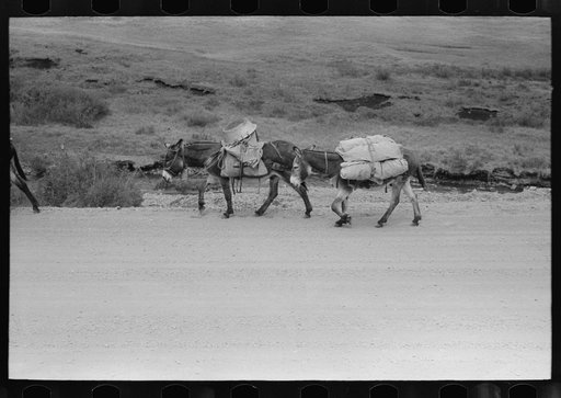 Untitled photo, possibly related to: Pack train of sheepherder near Durango, Colorado