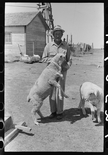 FSA (Farm Security Administration) client feeding sheep near Hoxie, Kansas