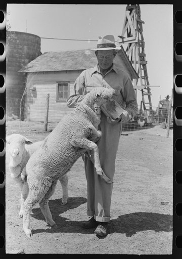 Untitled photo, possibly related to: FSA (Farm Security Administration) client feeding sheep near Hoxie, Kansas