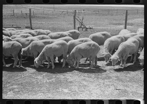 Untitled photo, possibly related to: Sheep of FSA (Farm Security Administration) client near Hoxie, Kansas