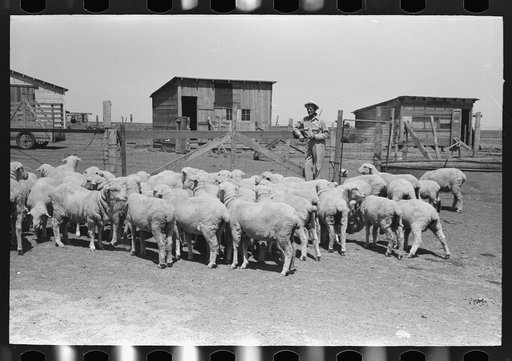 Sheep of FSA (Farm Security Administration) client near Hoxie, Kansas